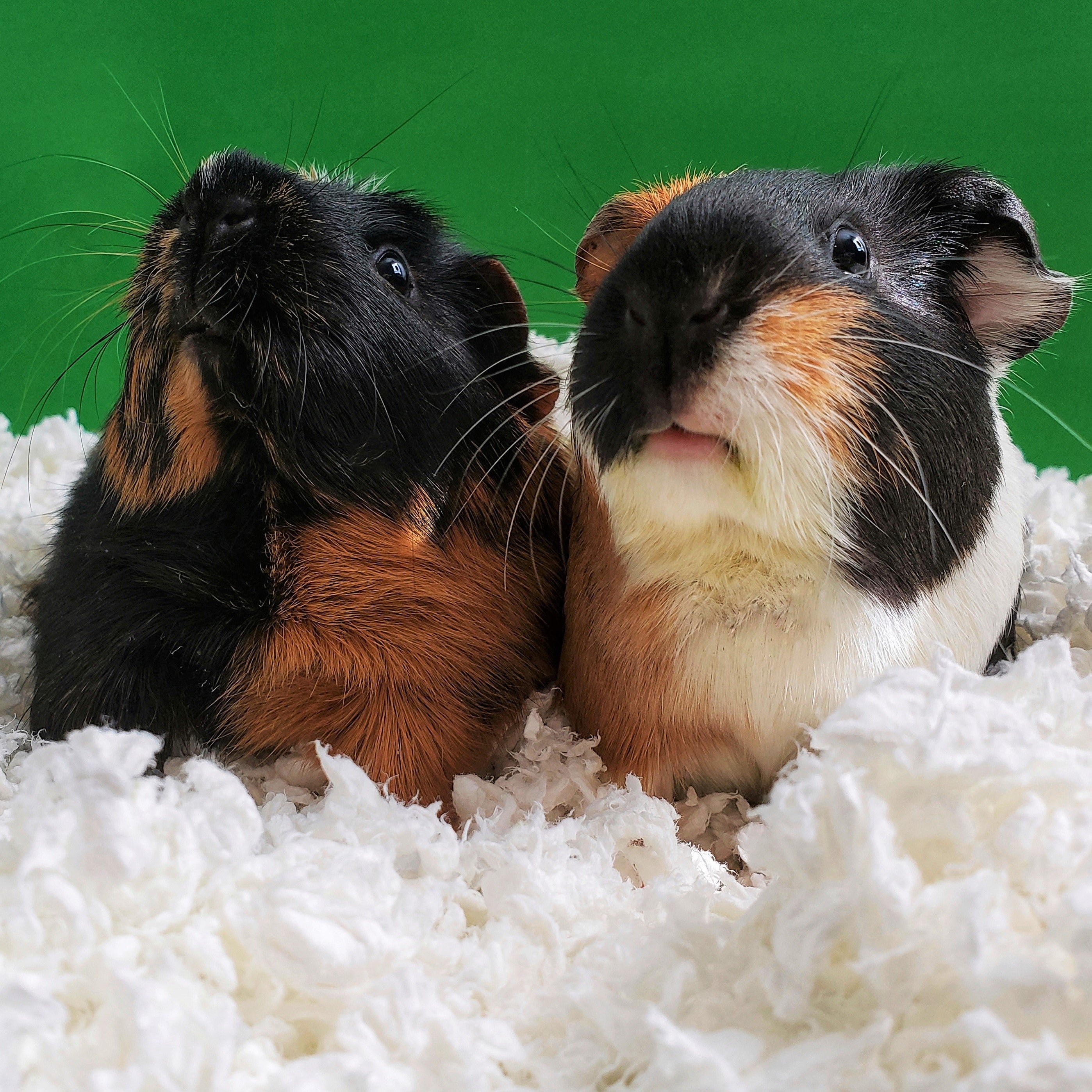 ["fillerId", "https://cdn.shopify.com/s/files/1/0037/0268/5745/files/20210223_133812-01_green_white_gps_2.jpg?v=1639182156", "carefresh small pet bedding white bunny in habitat"]