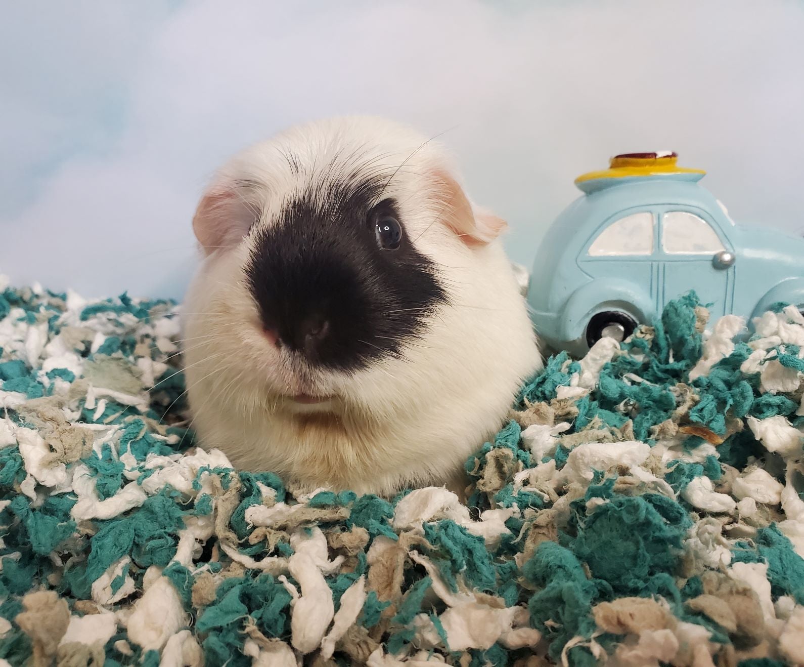 guinea pig health