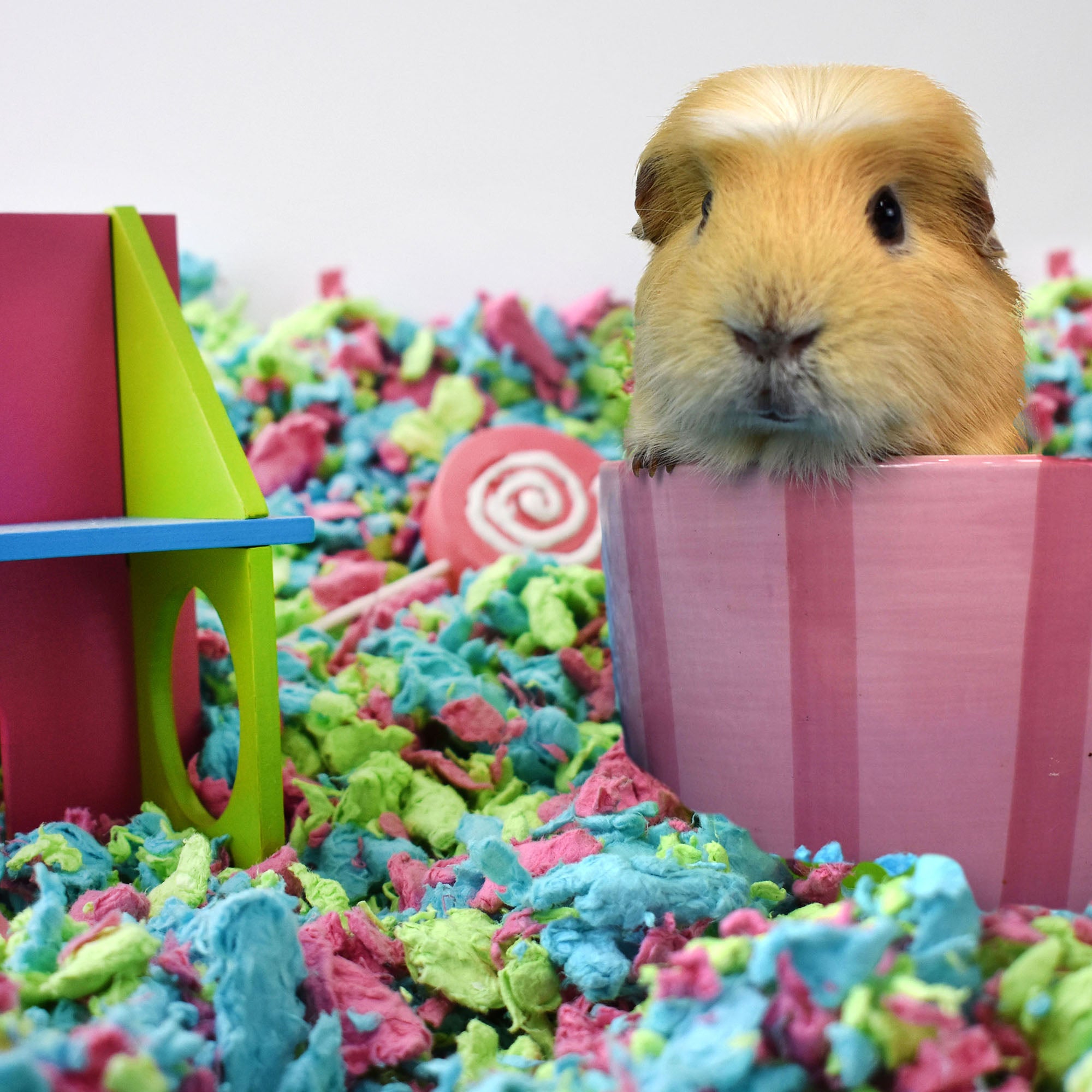 ["fillerId", "https://cdn.shopify.com/s/files/1/0037/0268/5745/files/5278505_alt3_1_1.jpg?18217", "carefresh Special Edition Tutti Frutti 50L Shown in a habitat"]