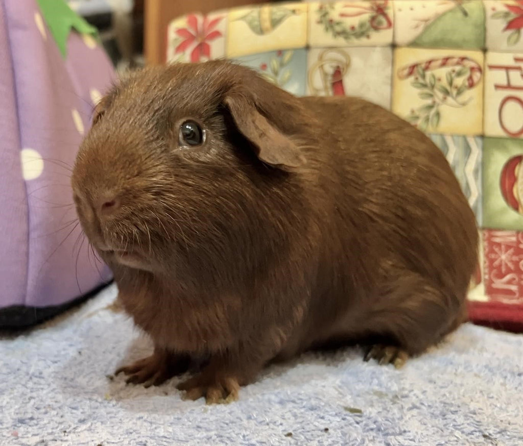 guinea pig breed American breed