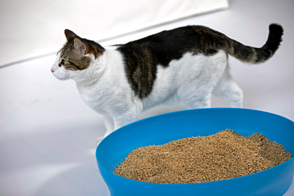okocat natural cat litter