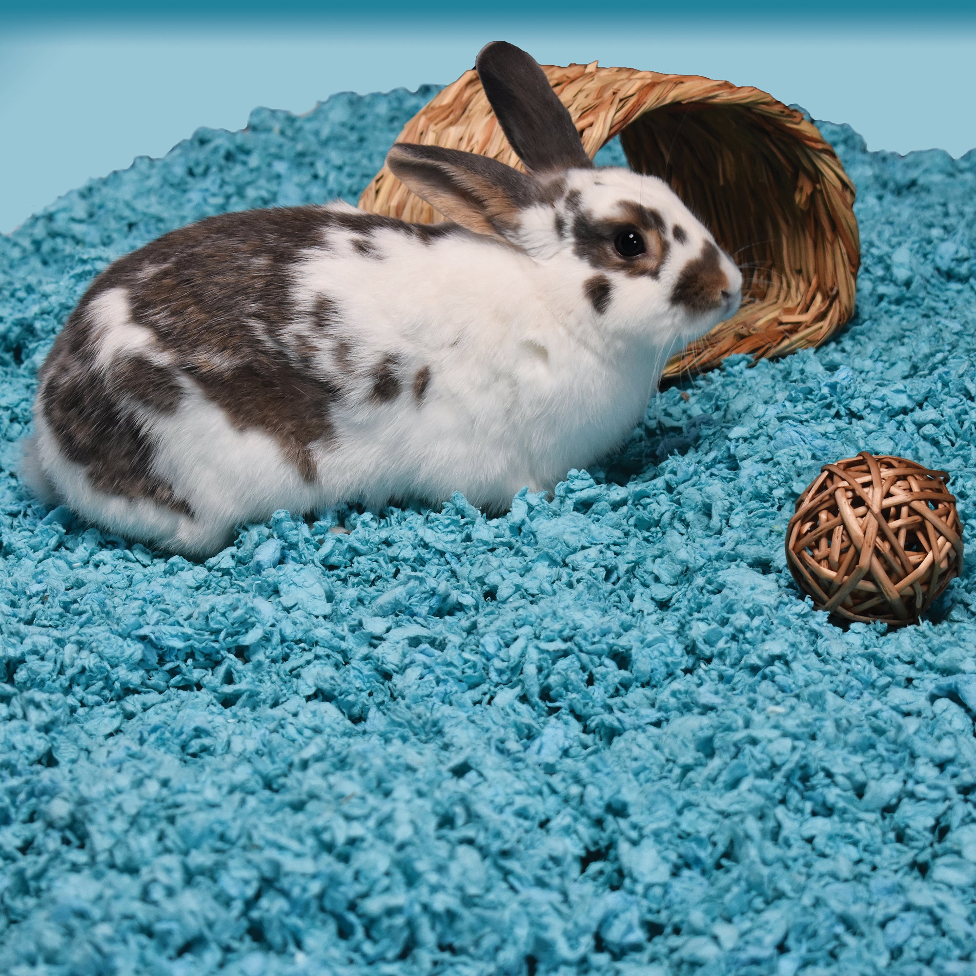 ["fillerId", "https://cdn.shopify.com/s/files/1/0037/0268/5745/files/CF_blue_in-habitat.jpg?22450", "carefresh small pet bedding blue pet in habitat"]