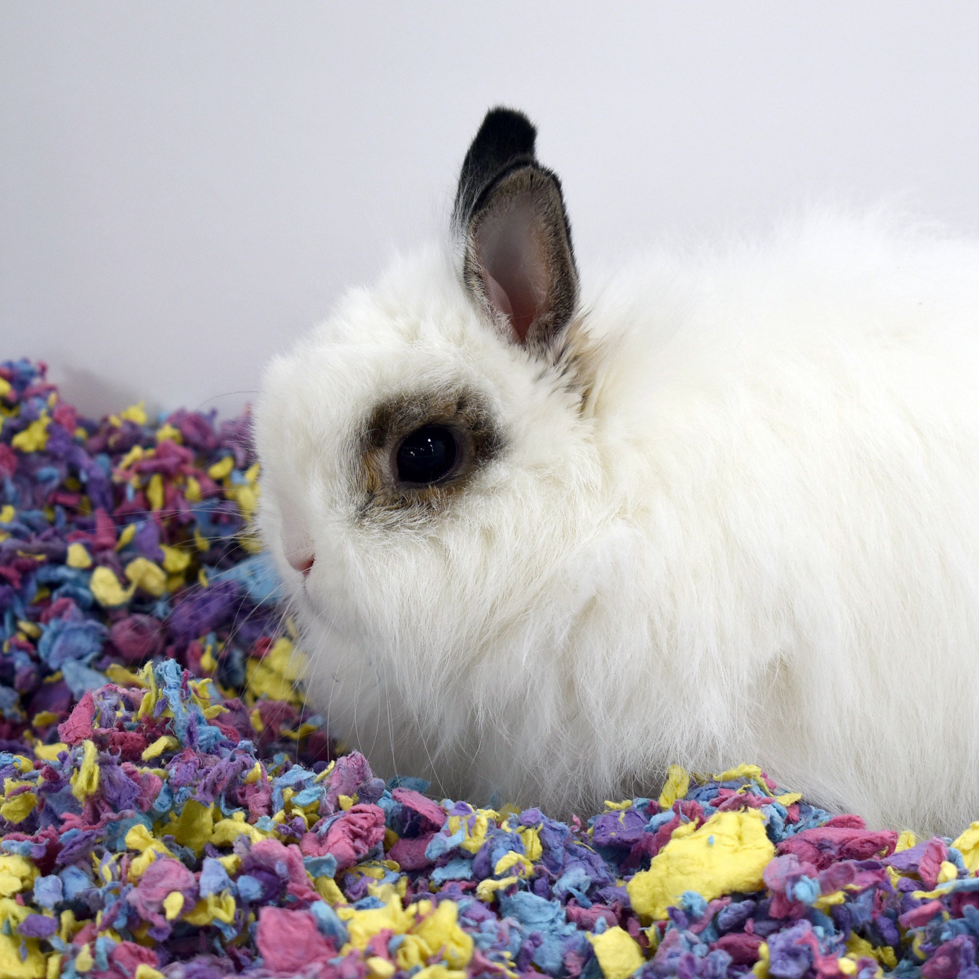 ["fillerId", "https://cdn.shopify.com/s/files/1/0037/0268/5745/files/Confetti-Habitat_Square.jpg?v=1613241419", "CritterCare natural pet bedding confetti pet in habitat"]