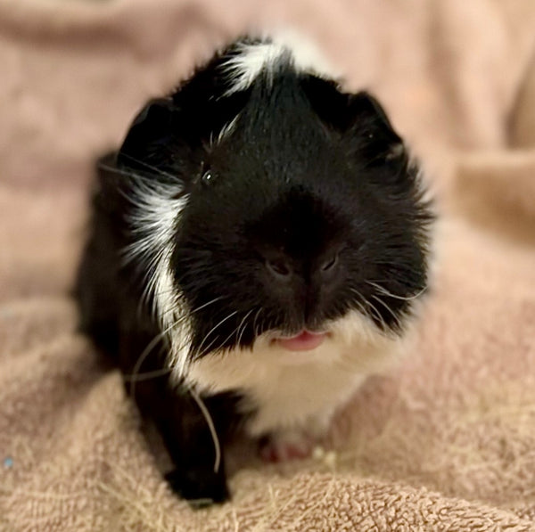 guinea pig