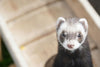 How to Find an Experienced Ferret Vet Near You