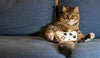 How Pet Companionship Helps Gamers Stay Relaxed and Focused