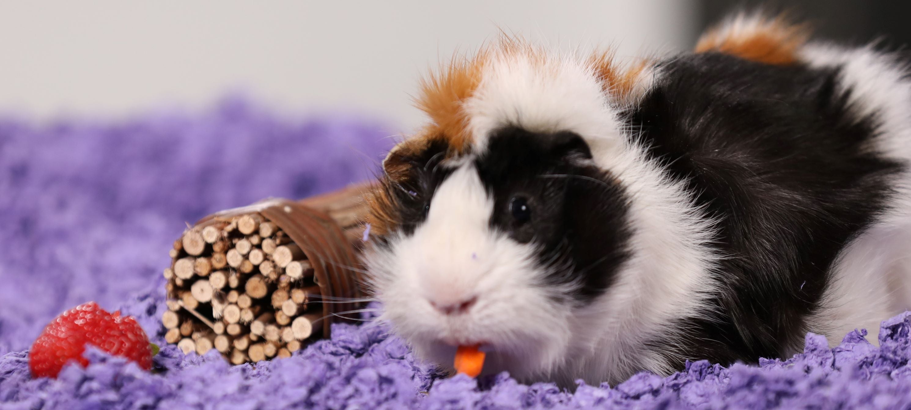 premium guinea pig bedding carefresh paper bedding