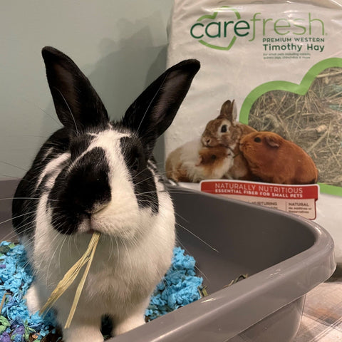 carefresh rabbit timothy hay