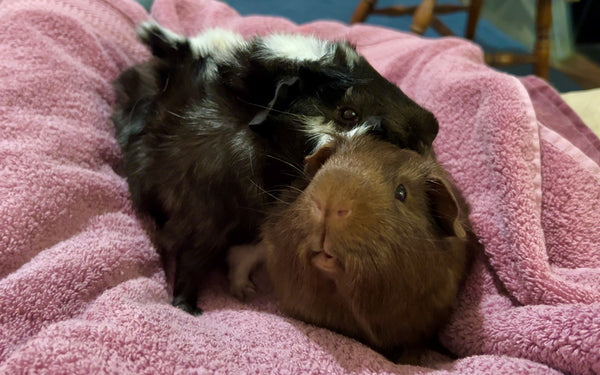 guinea pigs