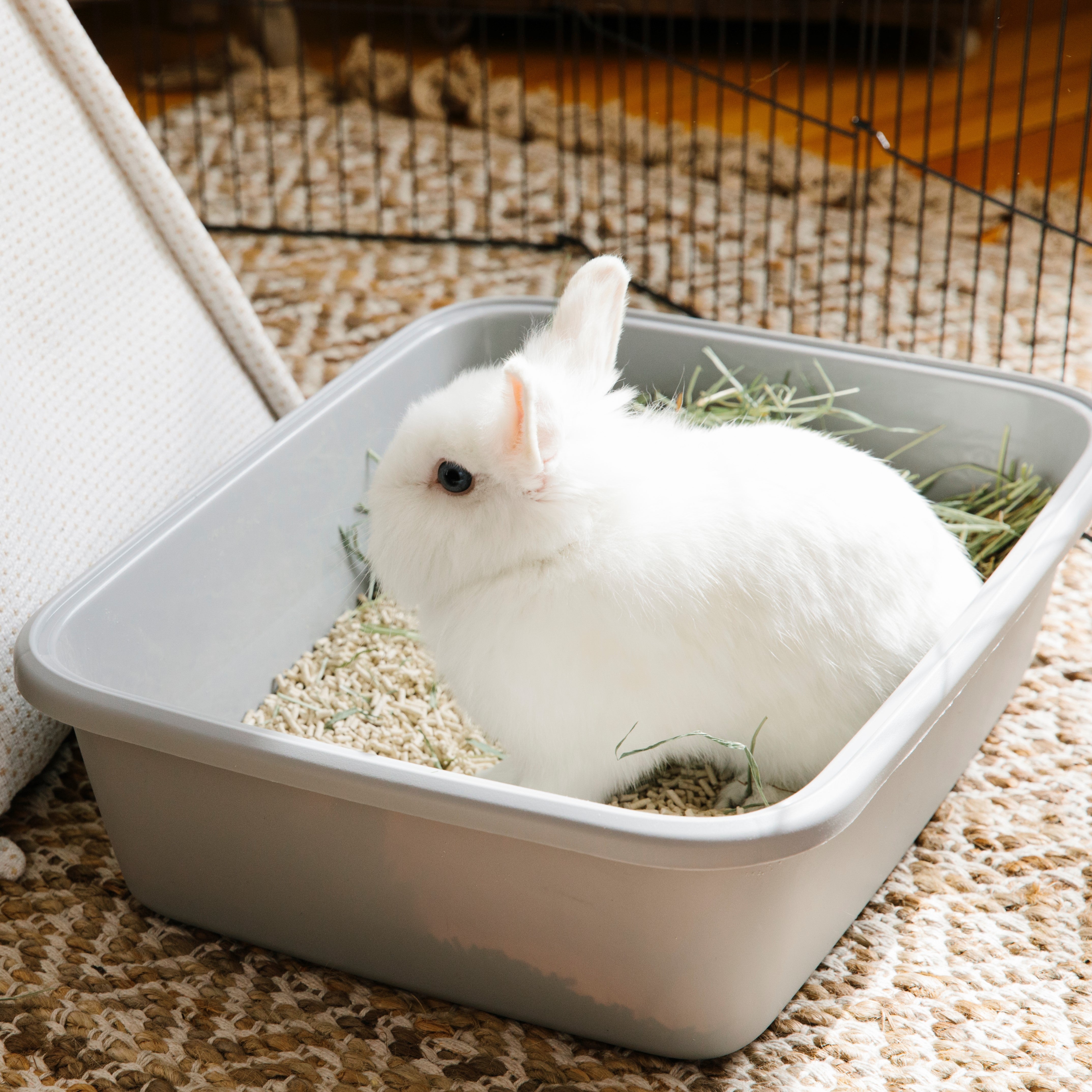 ["fillerId", "https://cdn.shopify.com/s/files/1/0037/0268/5745/files/rabbit_new.jpg?v=1639182969", "carefresh rabbit ferret litter"]