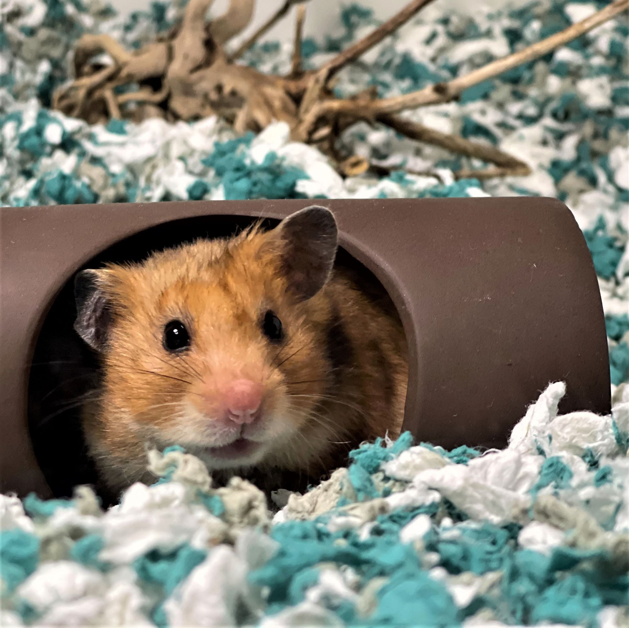 ["fillerId", "https://cdn.shopify.com/s/files/1/0037/0268/5745/files/seaside_hamster_tube_haley.jpg?v=1625869948", "seaside hamster tube"]