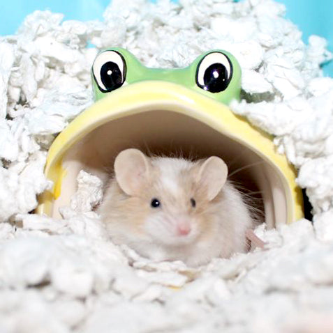["fillerId", "https://cdn.shopify.com/s/files/1/0037/0268/5745/files/white_1.jpg?25106", "CritterCare Natural Pet Bedding White pet in habitat"]