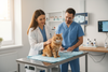 How to Make Vet Visits Less Traumatic for Your Cat