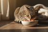 Beyond Chicken: 7 Novel Proteins That Can Transform Your Cat’s Diet