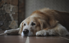 Simple Ways to Help Pets Stay Mobile and Comfortable as They Age
